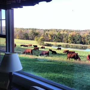 Cows outside my window!